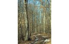 Property photo 3 - 66 Acres Offered in 3 Tracts